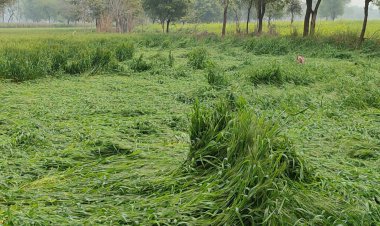 तेज हवाओ के साथ बेमौसम की बारिश ने आडी पटकी गेंहू की फसल, किसान हुए निराश