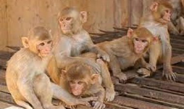 बर्डोद में बढ़ा बंदरों आतंक, उत्पात से आमजन परेशान