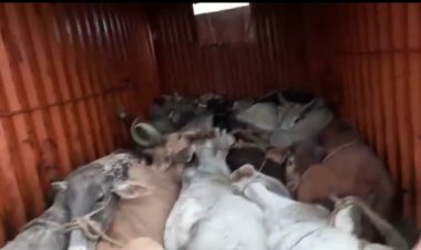 नगर पुलिस व क्यूआरटी टीम की संयुक्त कार्यवाही, 15 गोवंश कराए मुक्त