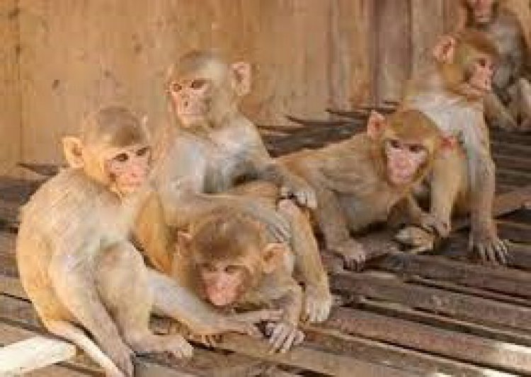 बर्डोद में बढ़ा बंदरों आतंक, उत्पात से आमजन परेशान