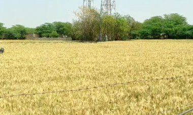 फागुन में दिखी जेठ जैसी गर्मी: बढ़े तापमान के कारण गेहूं और सब्जी की फसलें भी प्रभावित होने की आशंका