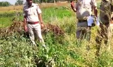 मुंडावर थाना पुलिस की कार्यवाही: अवैध मादक पदार्थ अफीम के पौधे किए जप्त