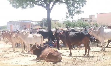 मेड़तासिटी का प्रदेश स्तरीय बलदेव राम पशु मेला चढ़ा अव्यवस्थाओं की भेंट