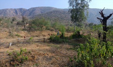 दोहरी नीति से हो रहा वनों का दोहन,  वन्य जीवों के अनुकूल नहीं रहा प्राकृतिक वातावरण