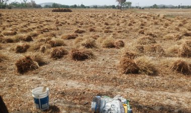 बढते तापमान को देखते हुए गेंहूँ की फसल कटाई और निकालने का कार्य जोरों पर