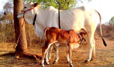 10 दिन में गोबर नहीं फेंका तो भरना होगा 5000 जुर्माना, 1 ही गाय पाल सकेंगे, गहलोत सरकार का नया फरमान लागू