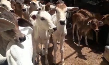 सरकार की अनदेखी का परिणाम भुगत रहे गौवंश: अनुदान नहीं मिलने से चारे की भारी किल्लत गौशाला संचालक भारी परेशानी