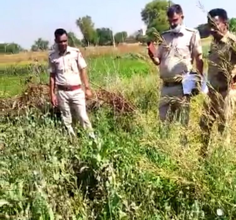 मुंडावर थाना पुलिस की कार्यवाही: अवैध मादक पदार्थ अफीम के पौधे किए जप्त