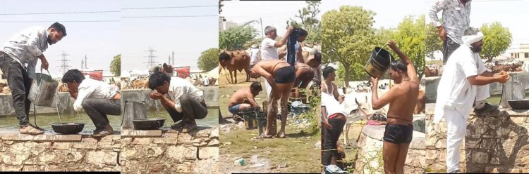 मेड़ता के राज्य स्तरीय पशु मेले में पशुओं की थैली से पानी पीने को मजबूर व्यापारी  एवं पशुपालक