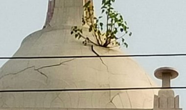 घंटाघर पर उगा पीपल पहुंचा सकता है बिल्डिंग को नुक्सान, लोगों ने नगर निगम से की पीपल हटवाने की मांग