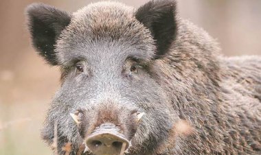 कामां के नौनेरा में खेतों पर चारा काटने गई महिला पर जंगली सूअर ने किया हमला