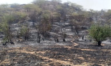 अज्ञात कारणों से नालपुर पहाडी क्षेत्र में लगी आग:  जीव-जंतु ए़ंव वन सम्पदा जलकर हुई राख