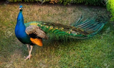 अज्ञात बीमारी के कारण एक के बाद एक राष्ट्रीय पक्षी मोर की हो रही है मौतें