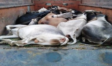 12 गौवंश गौतस्करो के चुगल से मुक्त कराया, गौतस्कर फरार