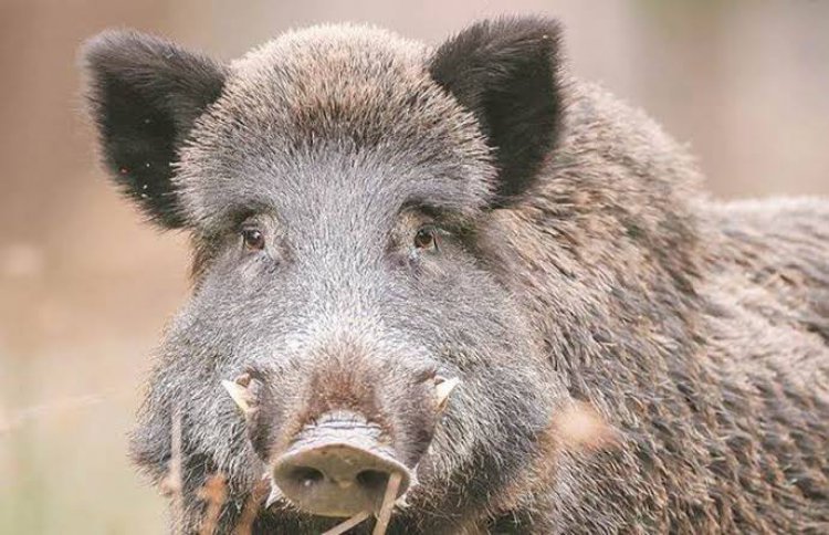 कामां के नौनेरा में खेतों पर चारा काटने गई महिला पर जंगली सूअर ने किया हमला