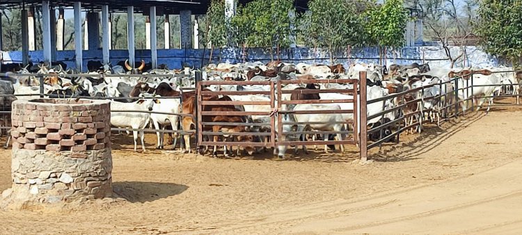 झोली फैला कर रहे गायों के लिए चारे की व्यवस्था:  नहीं हुए सरकारी इंतजाम तो पशुधन पर हो सकता है बड़ा संकट