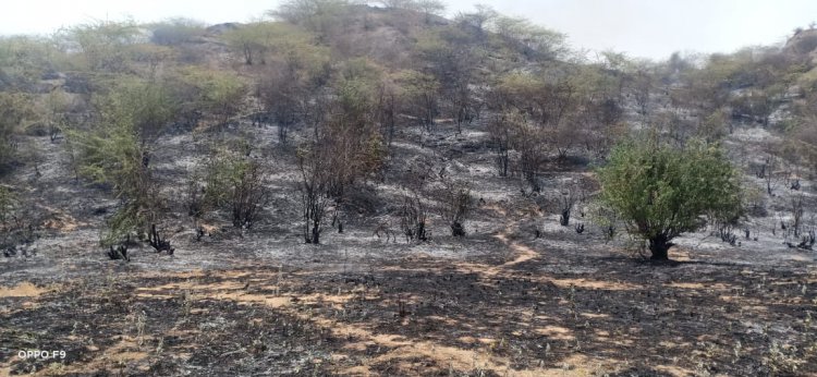 अज्ञात कारणों से नालपुर पहाडी क्षेत्र में लगी आग:  जीव-जंतु ए़ंव वन सम्पदा जलकर हुई राख