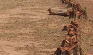 पेड़ पौधों के बिना जिंदगी अधूरी: कटते हरे पेड़ और सिकुड़ते जंगल मानव त्रासदी के संकेत - ताखर