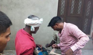 राष्ट्रीय पक्षी मोर को आवारा कुत्तों ने नौचा, ग्रामीणों ने बचाया