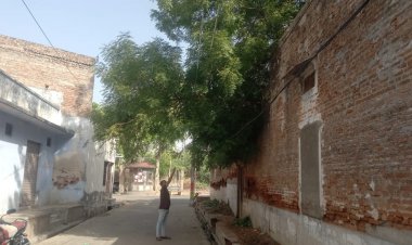 हादसे का इंतजार: बिजली के तारों के ऊपर लटक रही नीम की बड़ी डाली, प्रशासन मौन