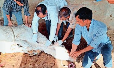 भरतपुर में भी वायरस का असर 11 जिलों में फैला वायरस: पश्चिमी राजस्थान में 2 हजार गायों की हो चुकी है मौत