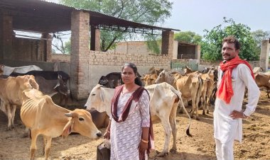 लंपी स्किन डिजिज अफ्रीकन बीमारी पसार रही है क्षेत्र में पांव: प्रशासन बैठा है मौन