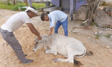 पशुओं में फैल रही अज्ञात बीमारी से पशुपालक चिंतित