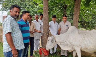 विधायक मुरावतिया के निर्देशन में 140 गायों का हुआ टीकाकरण