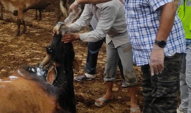 तिल तिल कर मौत की और बढ़ रहे लंपी पीड़ित गौवंश को बचाने के प्रयास जारी