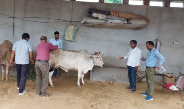 गौवंश में लम्पी बिमारी के टीकाकरण करने के लिए पशु चिकित्सा मोबाइल टीम पहुंची बाघोली