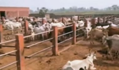 लंपी स्किन डिजीज भयावह रोग से गौवंश को बचाने के लिए आगे आए भामाशाह: गुप्ता