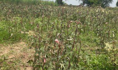 वैर विधान सभा इलाके में हो रही है यूरोपियन खेती: लाल रंग की भिंडी अपना रहा है किसान, जैविक खेती के सिद्धांत हो रहा रोजगार परक