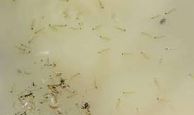 जहाजपुर में 523 टीमों ने 10653 घरों में किया एन्टीलार्वल सर्वे:1188 जगहों पर निकला लार्वा