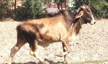 तीन माह से घूम रहा घायल नंदी: प्रशासन ने नही ले रहा सुध, समाजकंटको ने बनाया बंधी