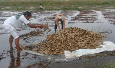 सिकराय में 53 MM गिरा पानी, भरे खेत, बाजरे की फसल को नुकसान