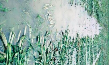 लगातार हो रही झमाझम बारिश से लबालब खेत-खलियान: रास्ते अवरुद्ध