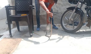 130 लोगो को मारने की क्षमता रखने वाले साइलेंट किलर करैत सांप को किया रेस्क्यू