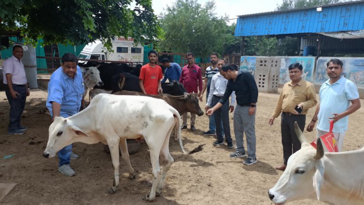 डबल्यूआरआरसी एवं शुभेच्छा फाउंडेशन द्वारा लंपी स्किन रोग से बचाव हेतु बहुउद्देशीय पशु चिकित्सालय में गायों को खिलाए गए आयुर्वेदिक औषधियों से बने लड्डू