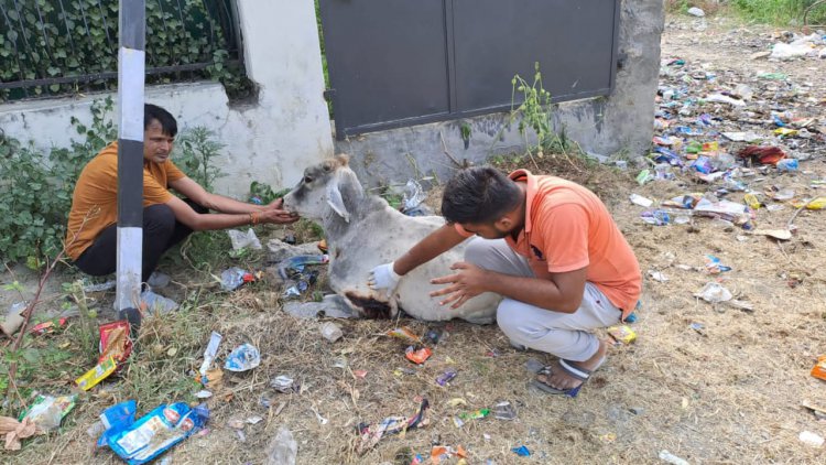 बजरंग गौसेवा समिति के कार्यकर्ताओं ने क्षैत्र में लंपी बिमारी से गायों को निजात दिलाने का लिया संकल्प: 24 घंटे दे रहे सेवा