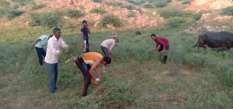 पचलंगी में मातेश्वरी कुश्ती दंगल में रामदेव नवयुवक मंडल के युवाओं ने किया श्रमदान