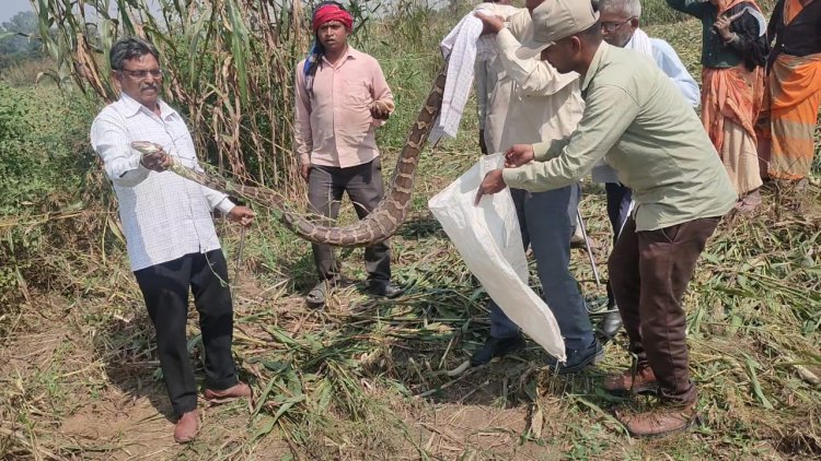 गांव मौरदा में बाजरा की कटाई के दौरान निकला 10 फीट लंबा अजगर: मजदूरों में मचा  हडकम्प