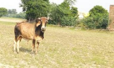 समाजकंटको का शिकार: घायल नंदी मारा-मारा फिर रहा, प्रशासन सो रहा कुम्भकर्णीय नींद