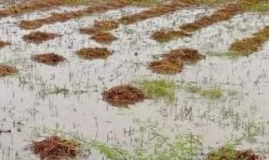 कौन कहता है? मेहनत करने वालों की हार नहीं होती: कोई किसान से जाकर पूछो- द्विवेदी