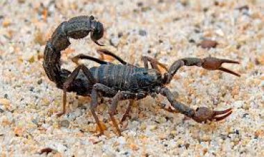 नरेगाकर्मी महिला को बिच्छू ने काटा: अचेत हालत में अस्पताल कराया भर्ती