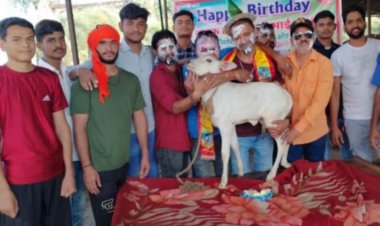 लंपी बीमारी से पीड़ित गौ माता नंदीयो की सेवा कर गौ भक्त तुलसी राहुल ने जन्मदिन मनाया