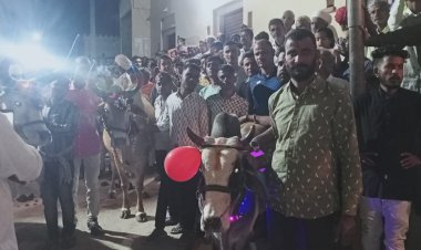 खेंखरे पर्व पर मोड़ी गांव में आयोजित पशुओं की क्रीड़ा देखने उमड़े ग्रामवासी