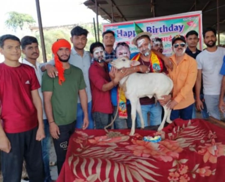 लंपी बीमारी से पीड़ित गौ माता नंदीयो की सेवा कर गौ भक्त तुलसी राहुल ने जन्मदिन मनाया