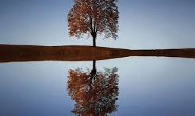 पानी-पेड़ के अंतर-सम्बन्धों को समझना बहुत जरूरी