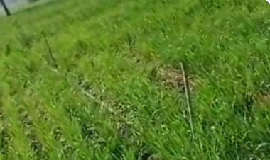 बानसूर में किसान के खेत से 19 नोजल हुए चोरी