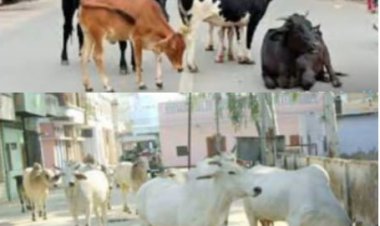 आवारा पशुओं पर अंकुश लगाने में नगरपालिका प्रशासन फेल: कस्बे की तंग गलियों में दिन भर लगा रहता है जमावड़ा